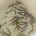 Fish to  be released
