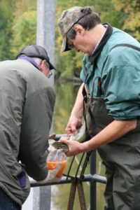 Spawning Salmon