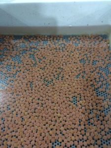 Fertilized salmon eggs in hatchery trays